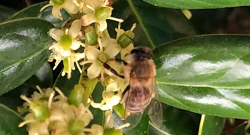 Structural Pest Control Services information width=